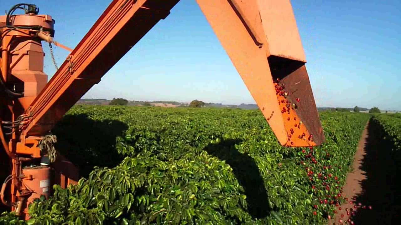 Colheita de Cafe Colheita de Cafe