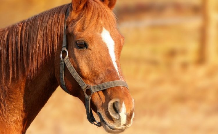 remedios-caseiros-para-a-asma-1 remedios-caseiros-para-a-asma-1