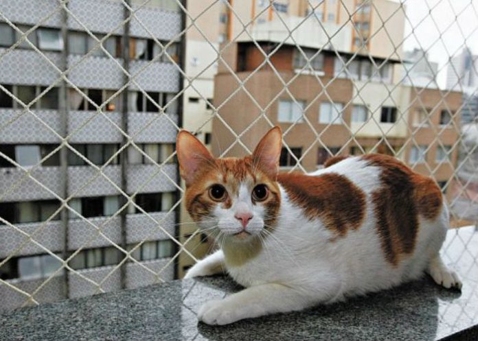 animais-em-condominios-regras-sj-imoveis-fortaleza-03-696x497 animais-em-condominios-regras-sj-imoveis-fortaleza-03-696x497