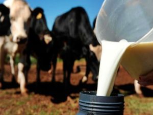 Programa-Fomento-Leite-300x225