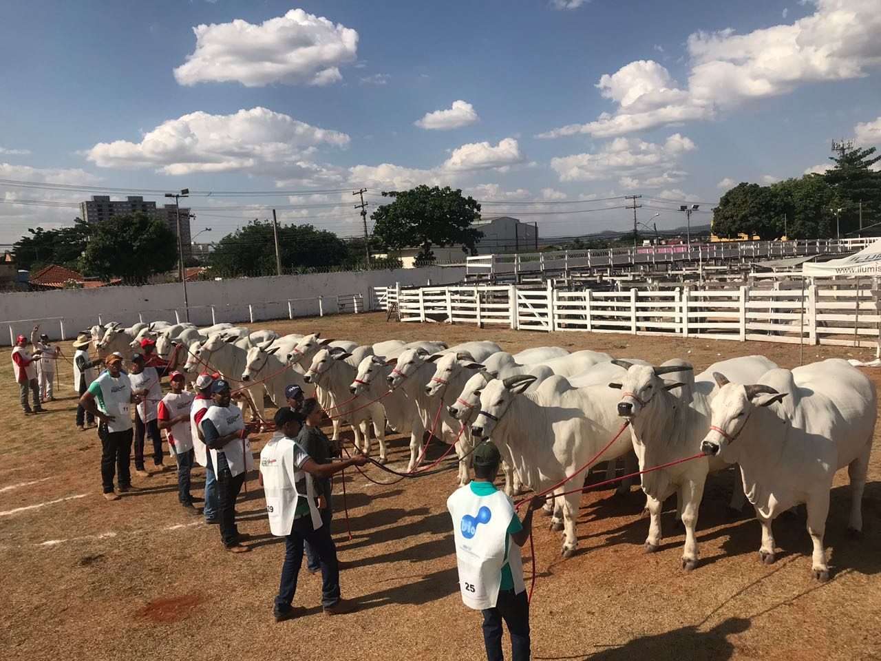 Divulgação - Associação Goiana do Nelore Divulgação - Associação Goiana do Nelore