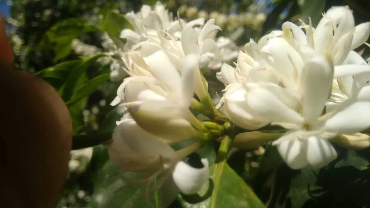 FloradaPremiada