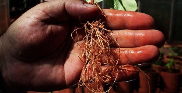 Nematicidas Nematicidas