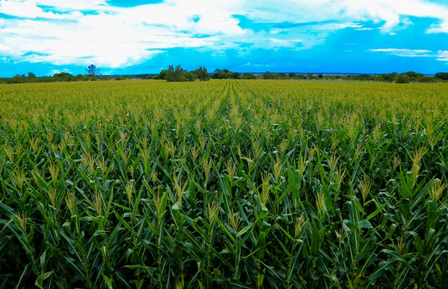 31.07.18 Comunidade Serra da Moça - foto Cláudia Ferreira (57)