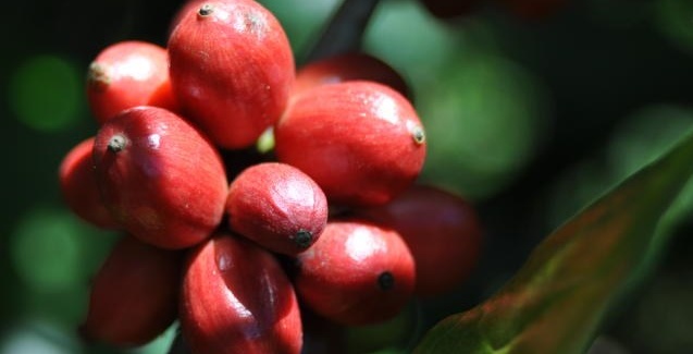 Cafe637x325 (1) Cafe637x325 (1)