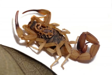 S2Publicom_strip_305857_0_web