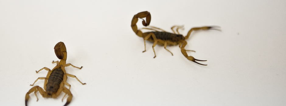 escorpioes_credito_Tadeu_Mamede_Funed escorpioes_credito_Tadeu_Mamede_Funed