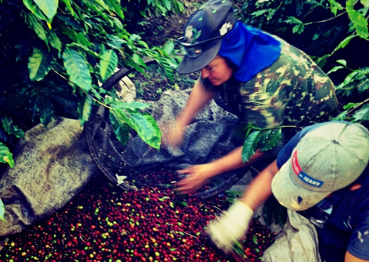 Mulheres-café-colheita-1600x1136