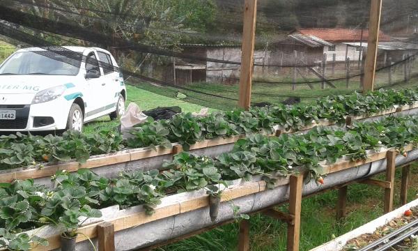 morango organico melhora o morango organico melhora o