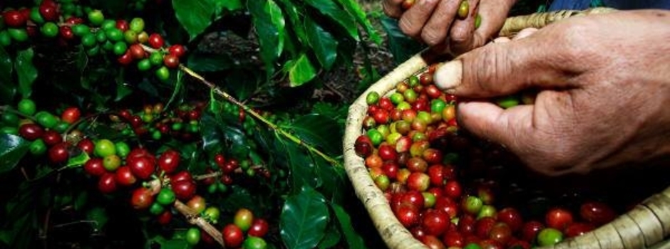 Divulgação_-_Emater-MG_(café)