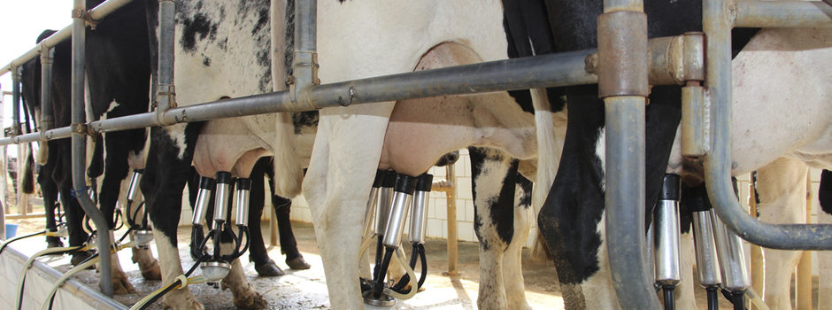 Destaque_materia_Ordenha_Mecânica Destaque_materia_Ordenha_Mecânica