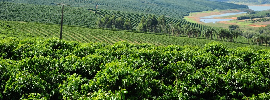 lavoura_café_concurso lavoura_café_concurso