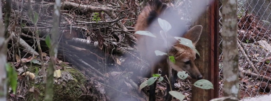 solturaAnimaisSilvestres4