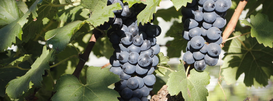 samantha_mapaUvas samantha_mapaUvas