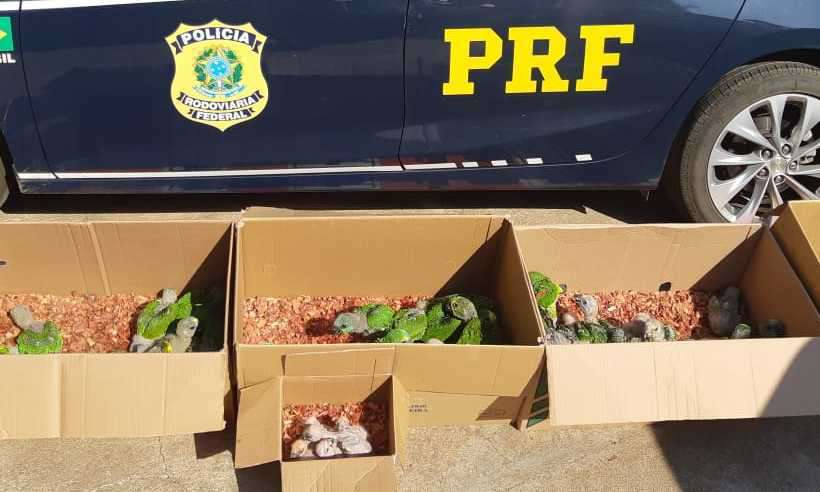 apreeensaoPassaros apreeensaoPassaros