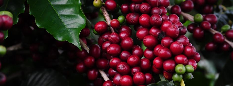 coffeconcEmater coffeconcEmater