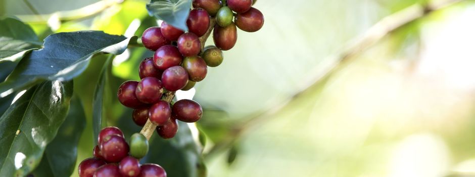 Coffee bean berry ripening on coffee farm