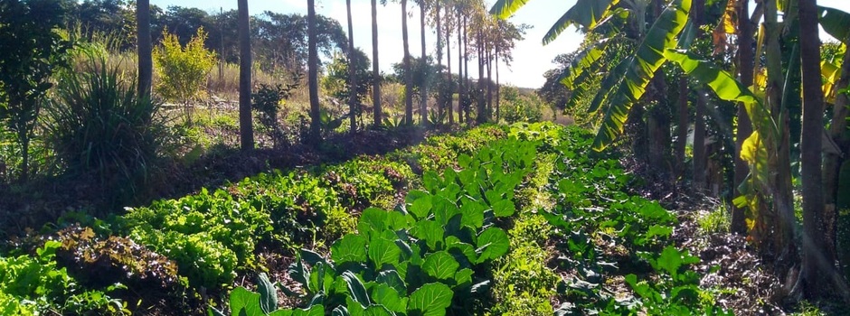 Horta_sistema_Agroflorestal_cred_Caio_henrique
