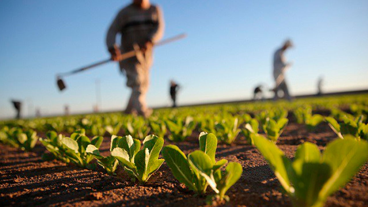 AgroJaponeses AgroJaponeses