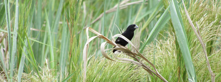 Bicudo_-_Alice_Lopes_(1)