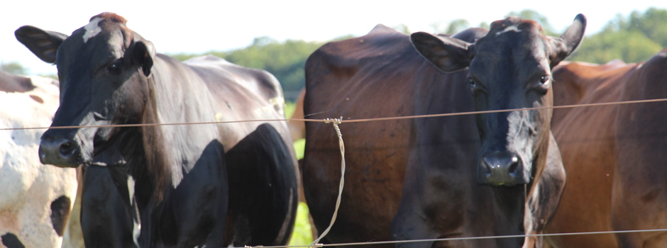Foto2_Divulgação_EPAMIG Foto2_Divulgação_EPAMIG