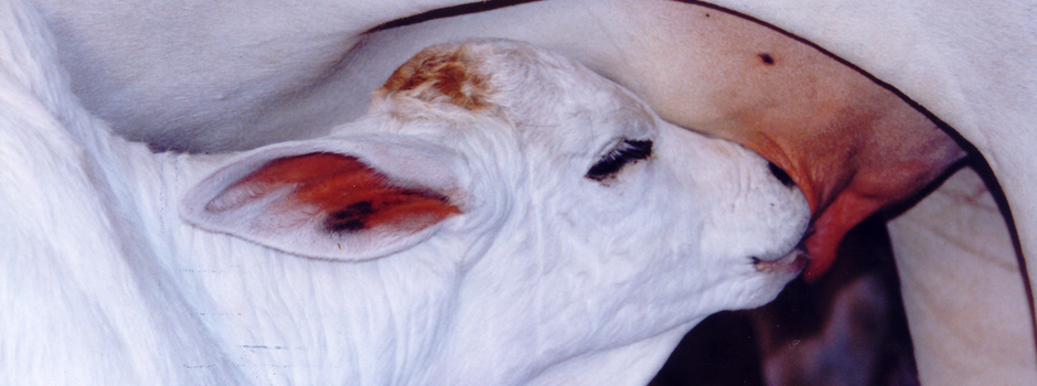 bezerra_(002) bezerra_(002)