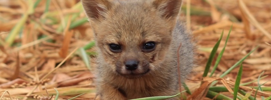 filhote_de_raposa-do-campo_cortada filhote_de_raposa-do-campo_cortada