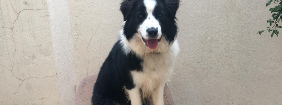 Pet_cão_cachorro_animal_estimação_canino_dog_-_cred_Samylla_Mol_(4) Pet_cão_cachorro_animal_estimação_canino_dog_-_cred_Samylla_Mol_(4)