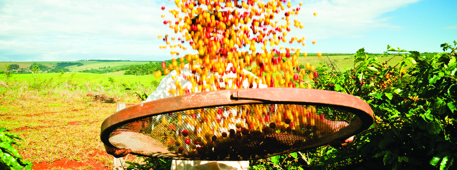 Fazenda Cafe Boa Vista Fazenda Cafe Boa Vista