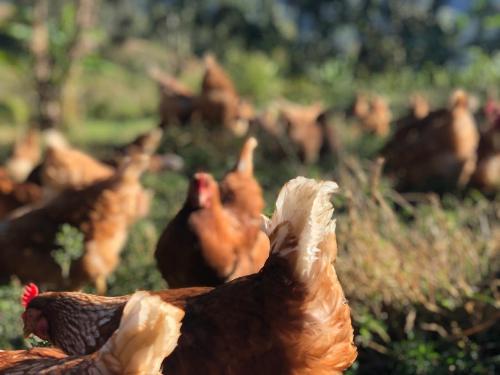 Avicultura Org nica 4 Avicultura Org nica 4