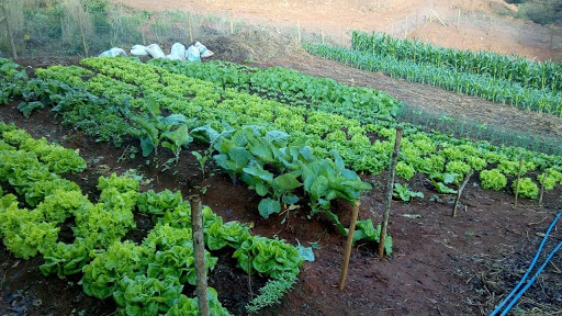 EmaterCaldasPlantas EmaterCaldasPlantas