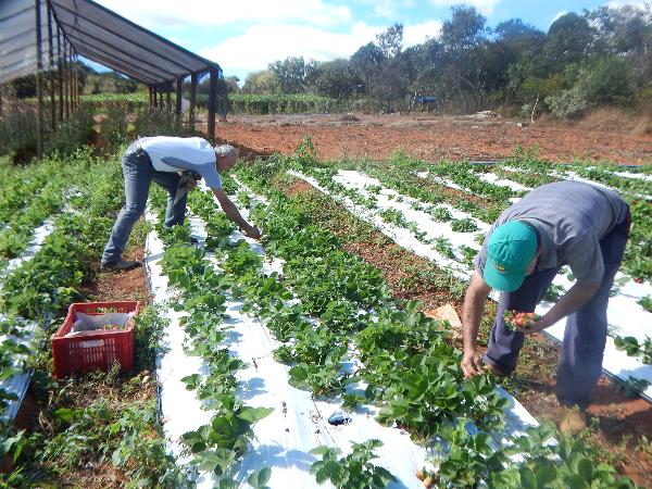 Morangos19877 Morangos19877