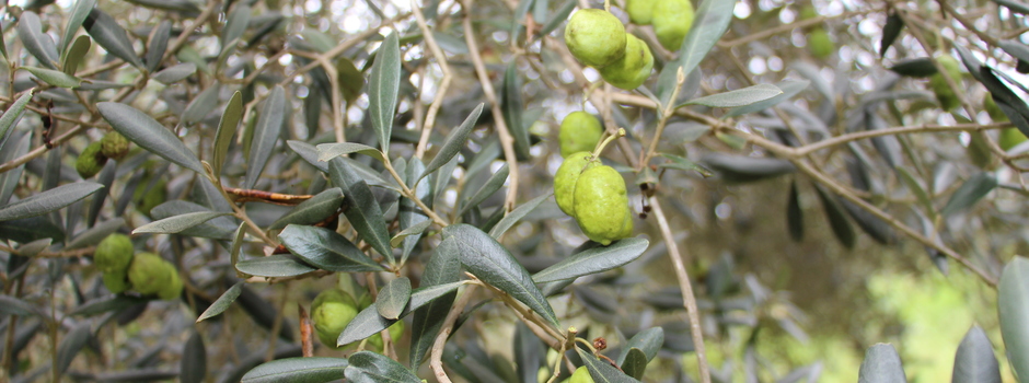 azeitona_oliva_olivicultura_pé_oliveira_azeite_-_cred_Arquivos_Ascom_Epamig_(477) azeitona_oliva_olivicultura_pé_oliveira_azeite_-_cred_Arquivos_Ascom_Epamig_(477)