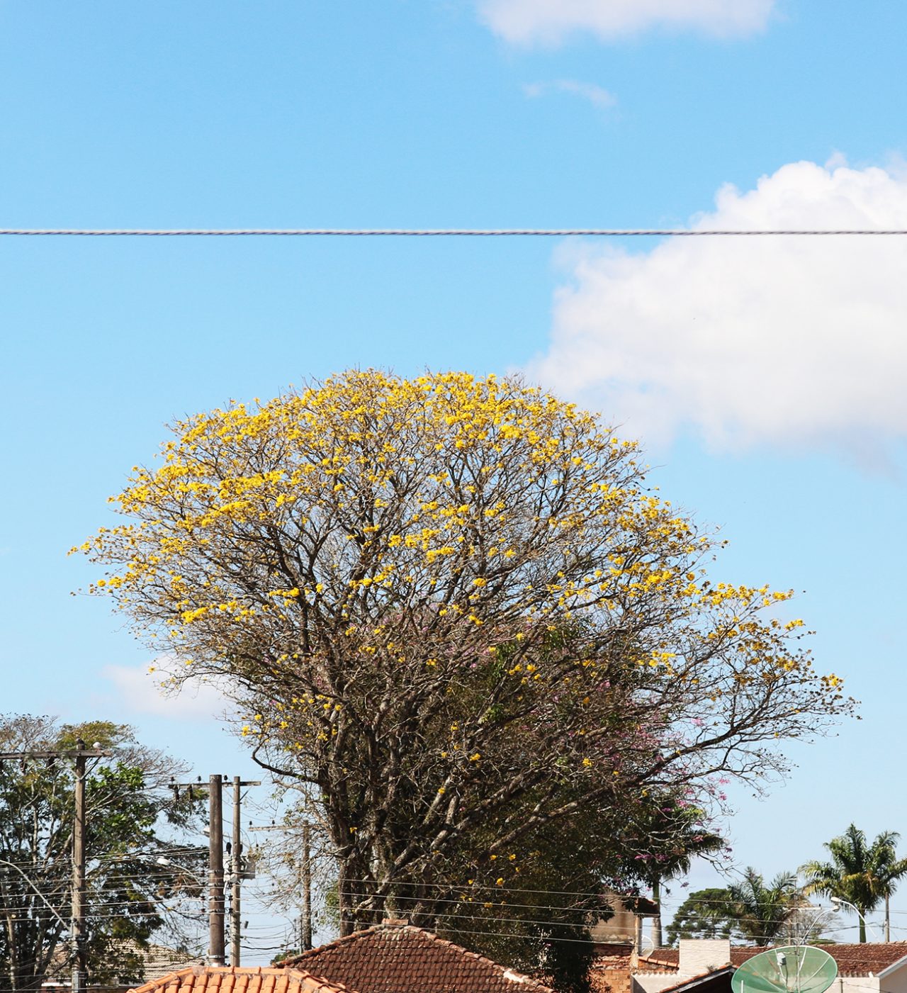 IpeSagrado IpeSagrado