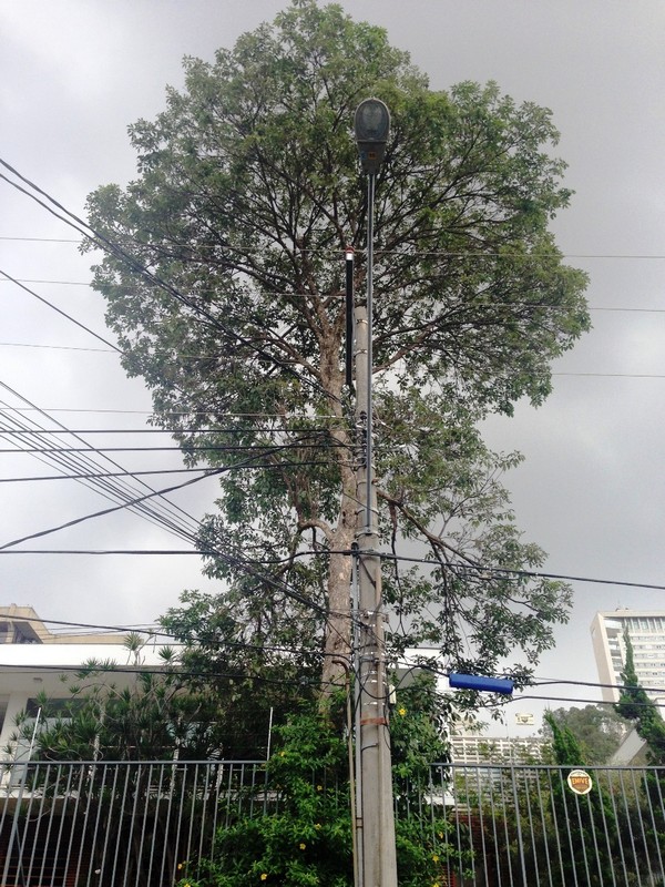 Projeto visa diminuir desligamentos de energia causados por árvores Projeto visa diminuir desligamentos de energia causados por árvores