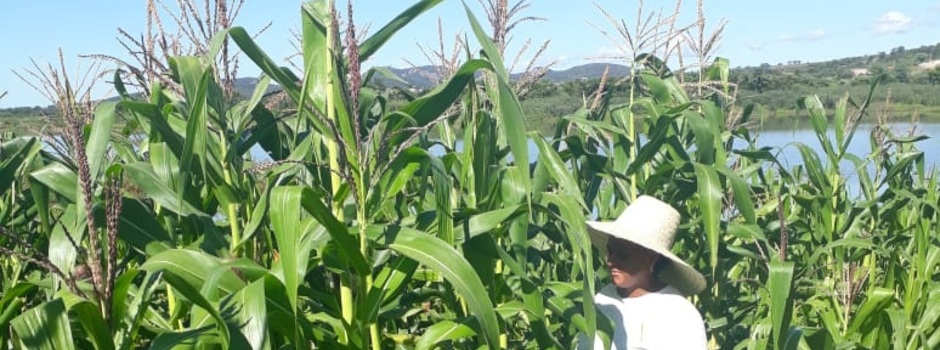 garantia_safra garantia_safra