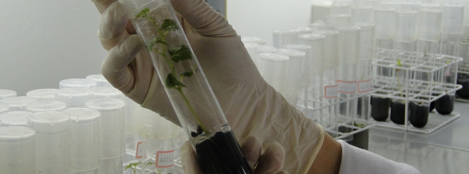 Bolsista_de_iniciação_científica_em_laboratório_da_EPAMIG._Foto_Erasmo_Pereira Bolsista_de_iniciação_científica_em_laboratório_da_EPAMIG._Foto_Erasmo_Pereira