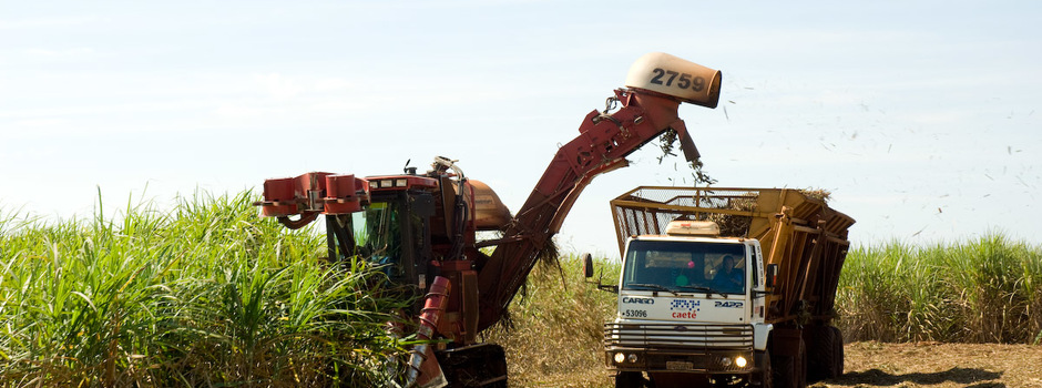 SAV_2267_HI_-_cana_-_canavial_-_produção_-_plantação_-_colheita_-_cana-de-açúcar_-_Eugênio_Sávio_(1) SAV_2267_HI_-_cana_-_canavial_-_produção_-_plantação_-_colheita_-_cana-de-açúcar_-_Eugênio_Sávio_(1)