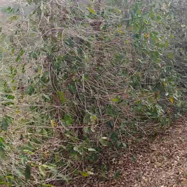 Pés de café com folhas secas por conta das altas temperaturas