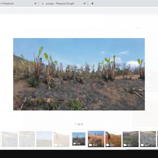 Cafezais destruídos pelo fogo