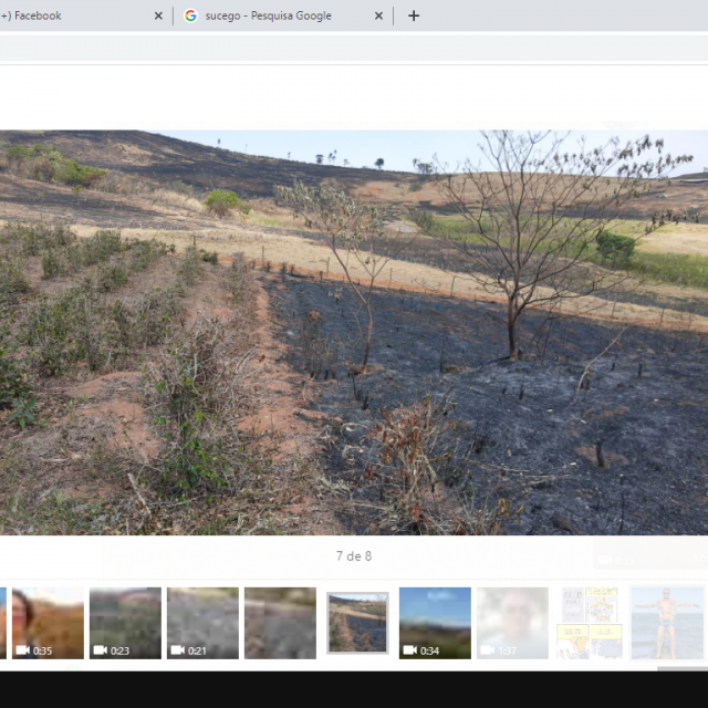 Nesta lavoura o cafeicultor tentou proteger as plantas do fogo