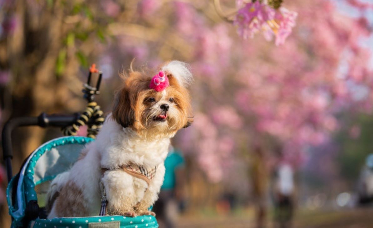 beautiful-spring-portrait-shih-tzu-dog-blossoming-flower-pink-park_1150-18264-1