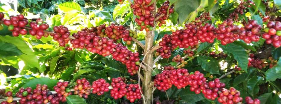 caffee_Erasmo_Pereira-Epamig_(462521)