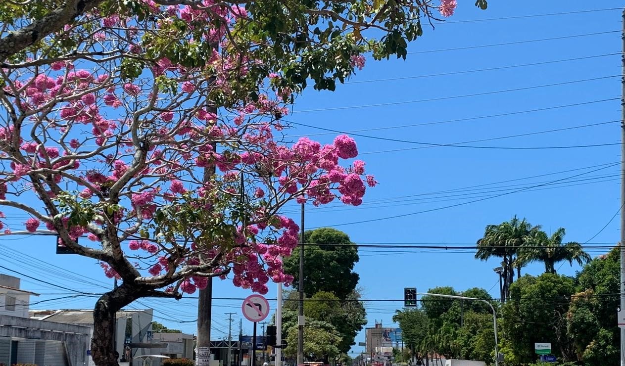 foto-primavera-2020-thamyres-maximo foto-primavera-2020-thamyres-maximo