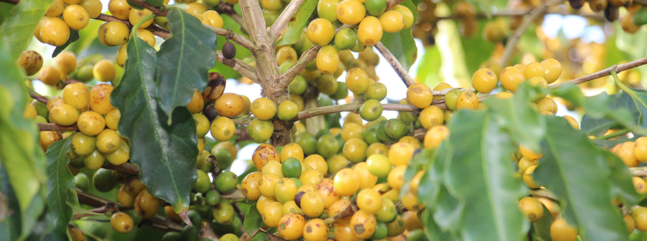 Variedade_Paraiso_1_(1)