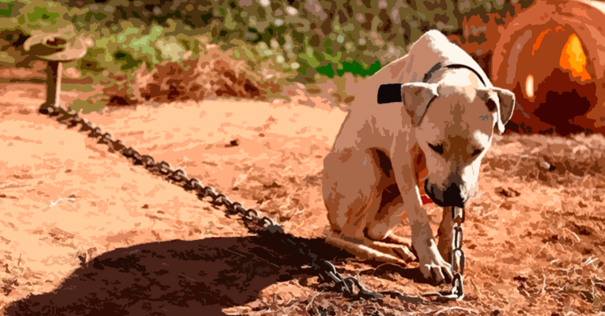 acorrentado acorrentado