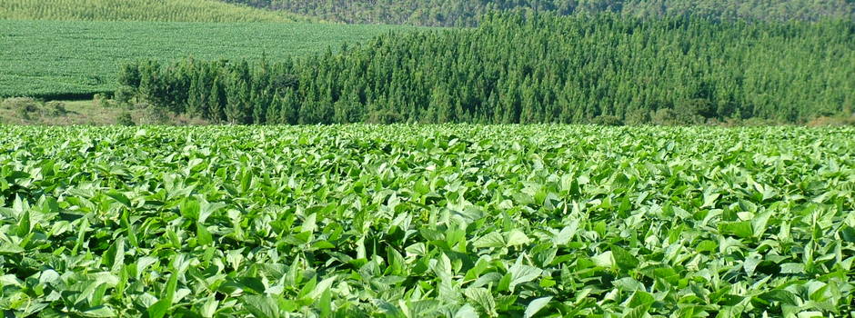 lavoura_soja_2_-_Divulgação_IMA