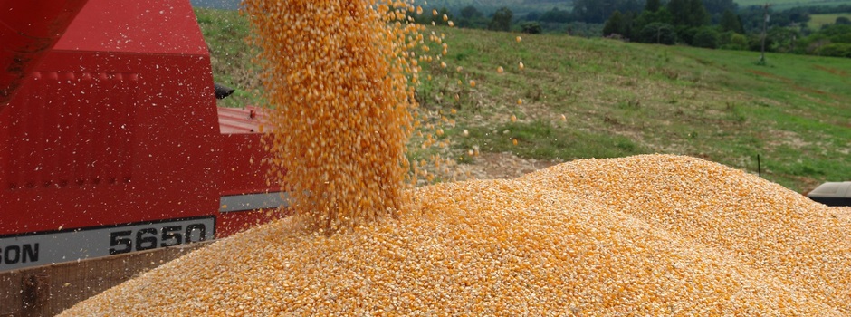 Grãos_-_Milho_(002) Grãos_-_Milho_(002)