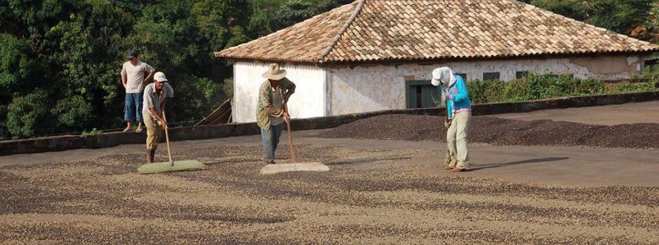 Secagem_café Secagem_café