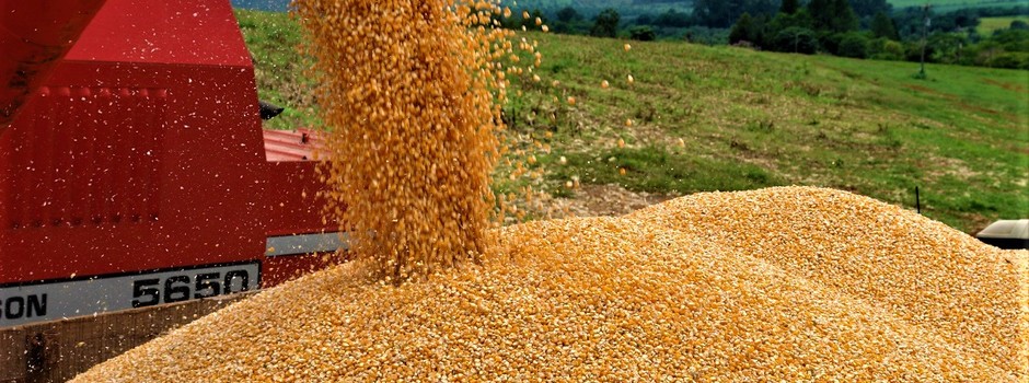 Grãos_-_Milho